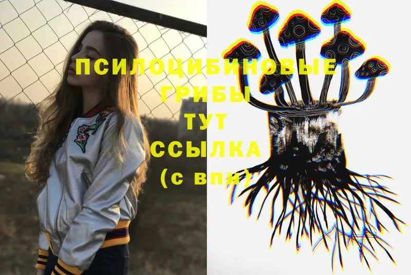 Галлюциногенные грибы Psilocybe  Красноярск 